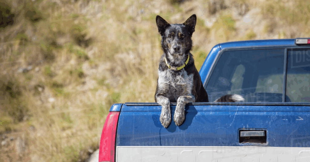 Is It Illegal to Let Dogs Ride in an Open Truck Bed in Michigan? Exploring Safety and State Laws