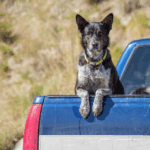 Is It Illegal to Let Dogs Ride in an Open Truck Bed in Michigan?
