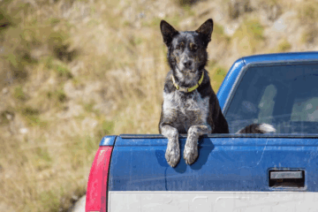 Is It Illegal to Let Dogs Ride in an Open Truck Bed in Michigan? Exploring Safety and State Laws