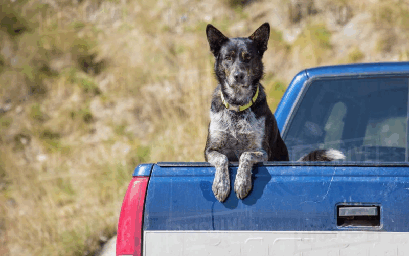 Is It Illegal to Let Dogs Ride in an Open Truck Bed in Michigan?