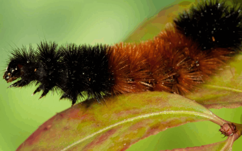 Indiana Nature Signs Could Predict Winter Weather: Woolly Worms, Onions, and More