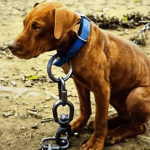 Is It Illegal to Leave Your Pet Chained Outside in Alabama? Understanding the Law and Safe Alternatives