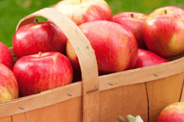 Things to Know About Honeycrisp Apples Before You Put Them in Your Cart This Fall